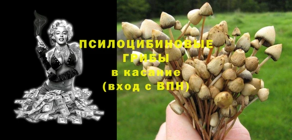 стафф Тосно